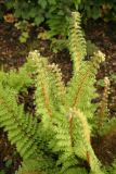 Polystichum aculeatum RCP4-09 1101.jpg